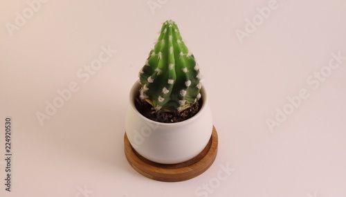 Isolated cactus