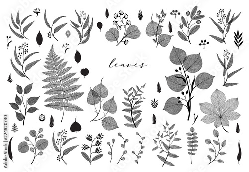 Big set of branches and leaves, fall, spring, summer. Vintage botanical illustration,  floral elements in black design on white background