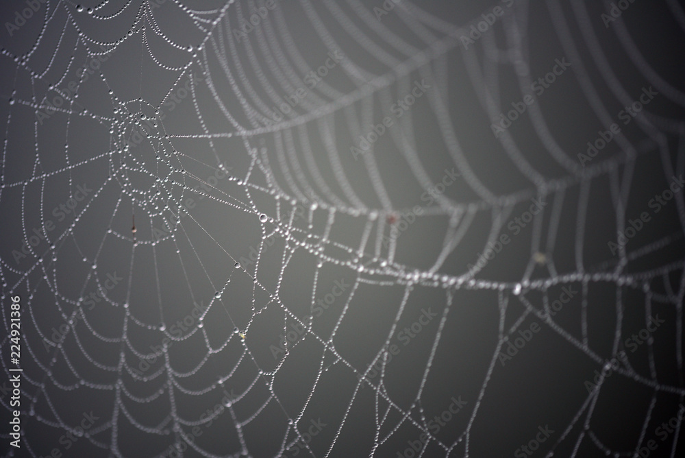 Spider web with dew on an early morning Spider web with dew on an early morning