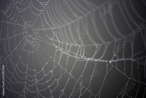Spider web with dew on an early morning © Michelle