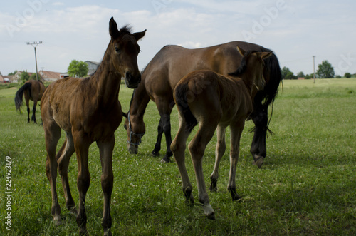 horse and foal