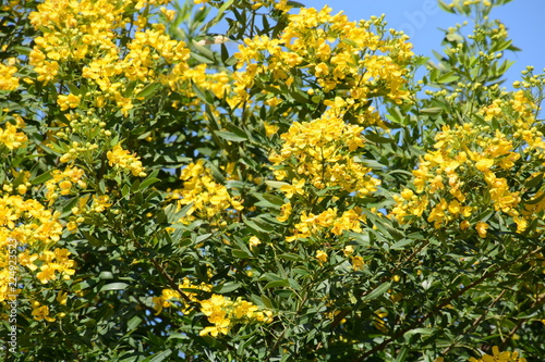 Cassia corymbos (Flowering senna)