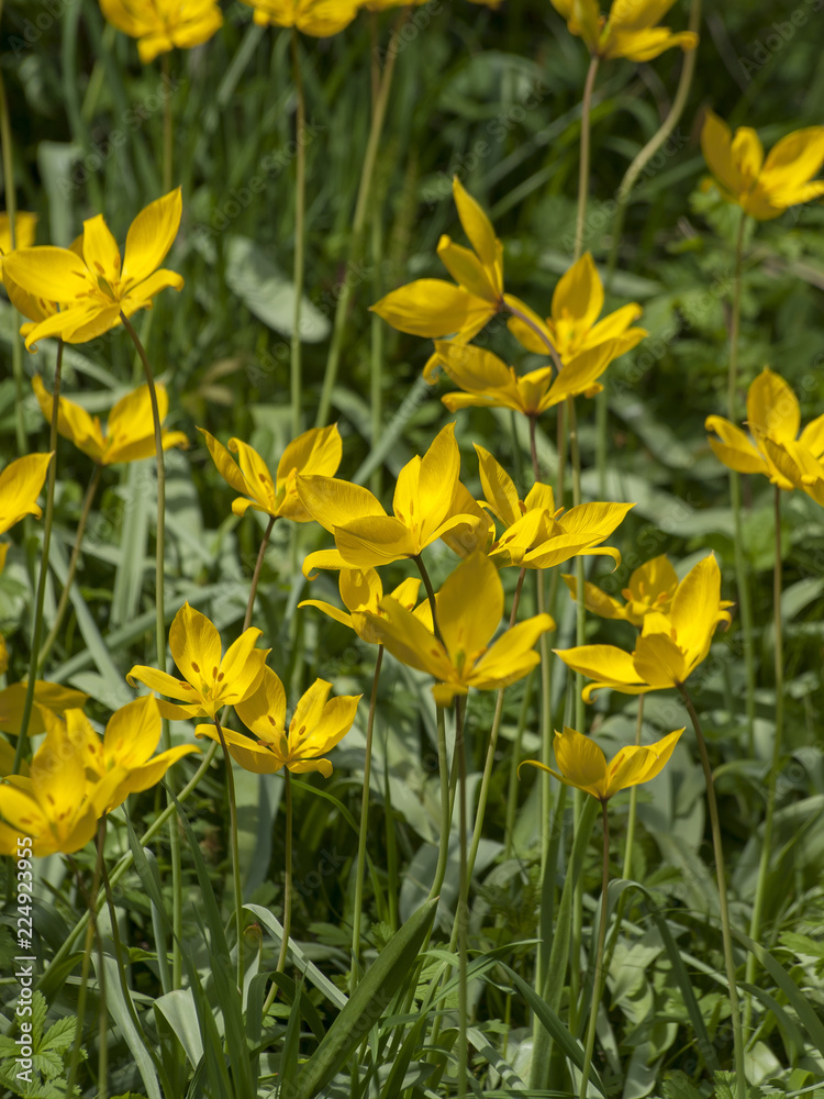 Tulipa sylvestris - Tapis de tulipes sauvages ou tulipes des bois fleuries dans un verger Tulipa sylvestris - Tapis de tulipes sauvages ou tulipes des bois fleuries dans un verger