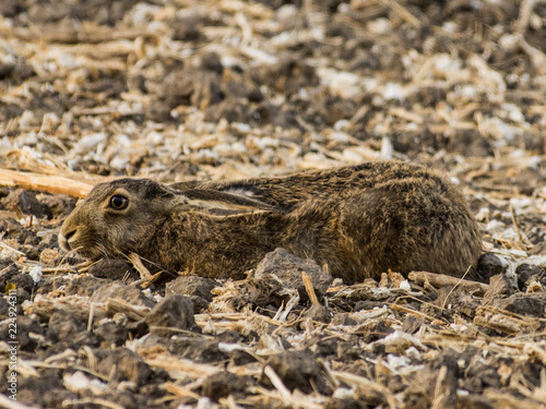 Hare on field.