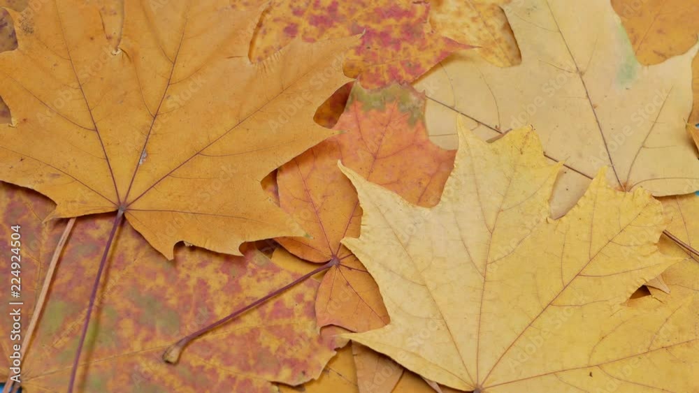 Yellow maple leaves fall down in autumn Yellow maple leaves fall down in autumn