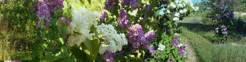 Obraz premium blooming lilac