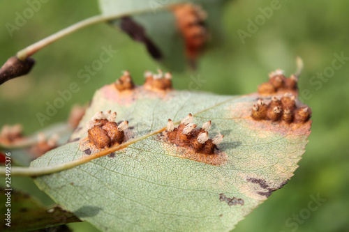 Pear leaf with Pear rust or Gymnosporangium sabinae infestation