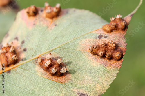 Pear leaf with Pear rust or Gymnosporangium sabinae infestation