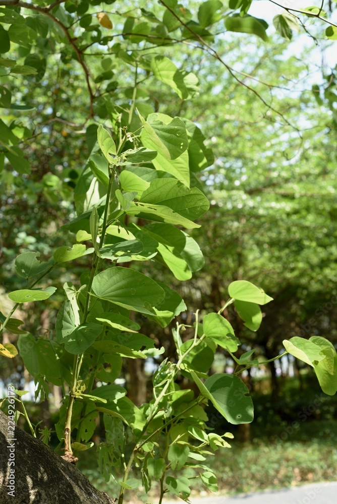 large green leaves in shenzhen bay park