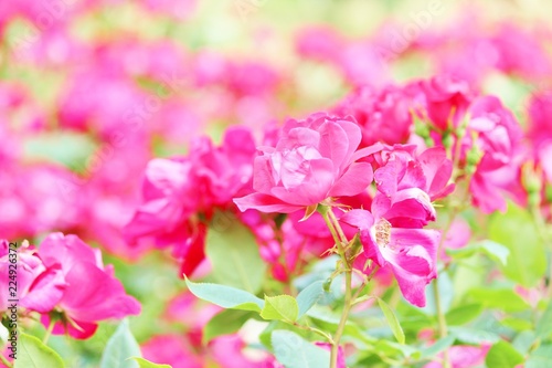 春の風に揺れるピンクのバラ
