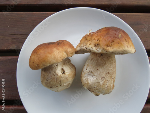 porcini (boletus edulis) mushroom food