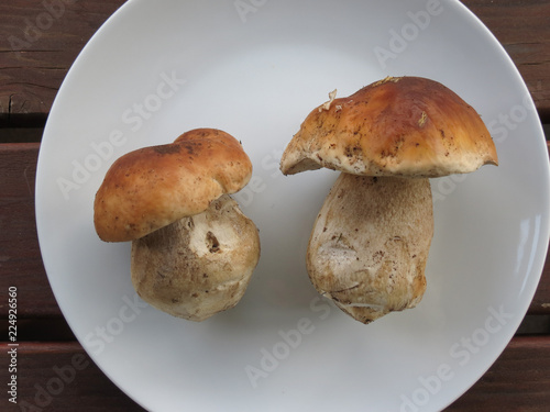 porcini (boletus edulis) mushroom food