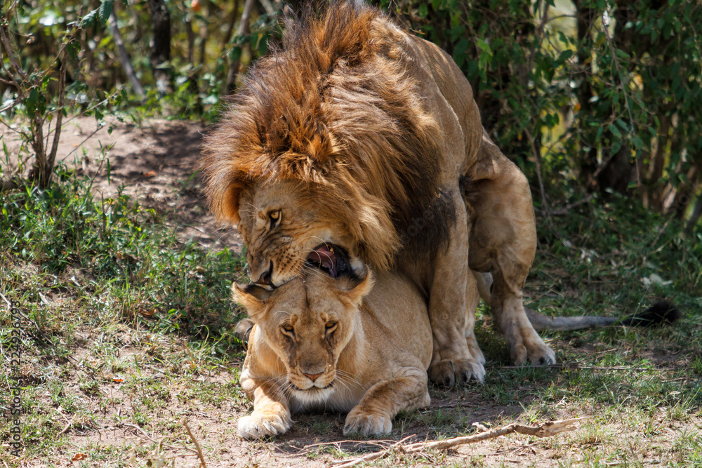 Naklejka premium Mating couple of lions in the Masai Mara National Park in Kenya