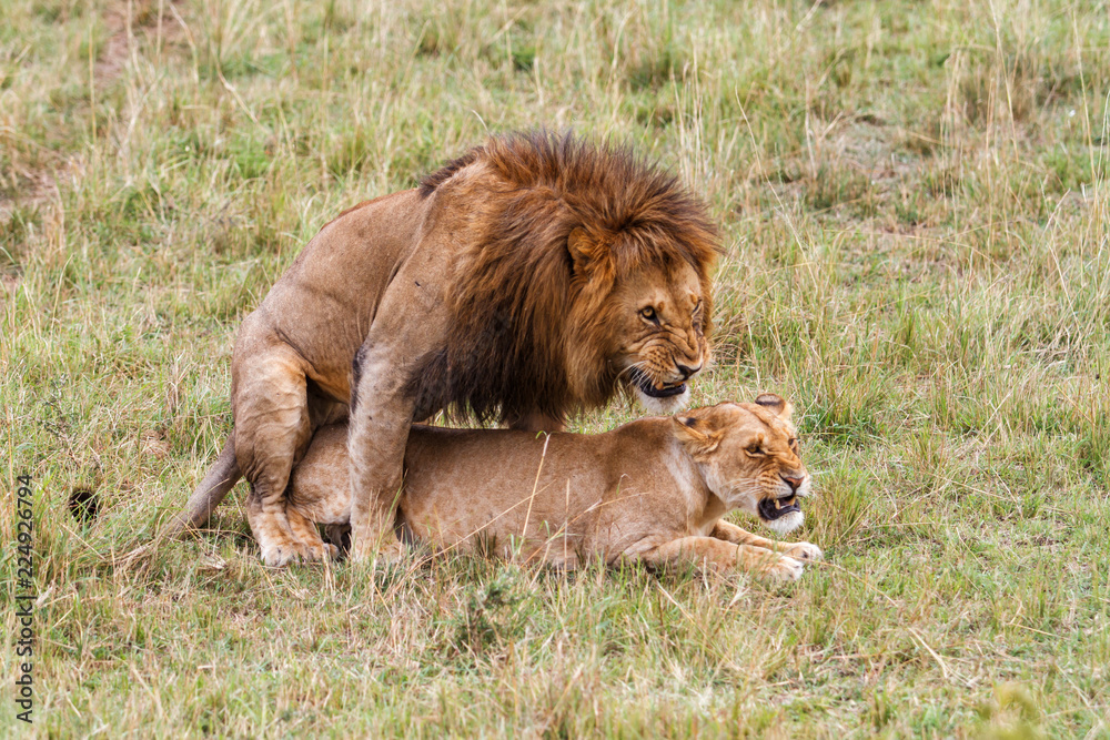 Mating couple of lions in the Masai Mara National Park in Kenya Mating couple of lions in the Masai Mara National Park in Kenya