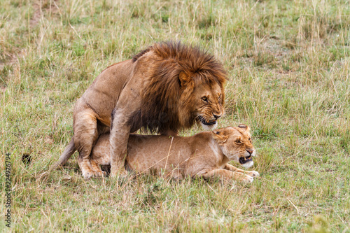 Fototapeta Naklejka Na Ścianę i Meble -  Mating couple of lions in the Masai Mara National Park in Kenya
