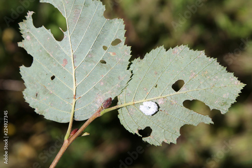 White larva of alder sawfly or Eriocampa ovata on damaged leaf of Alnus incana or grey alder photo