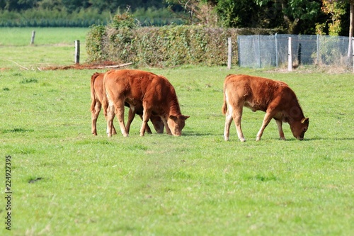Kuh auf der Wiese © marnag
