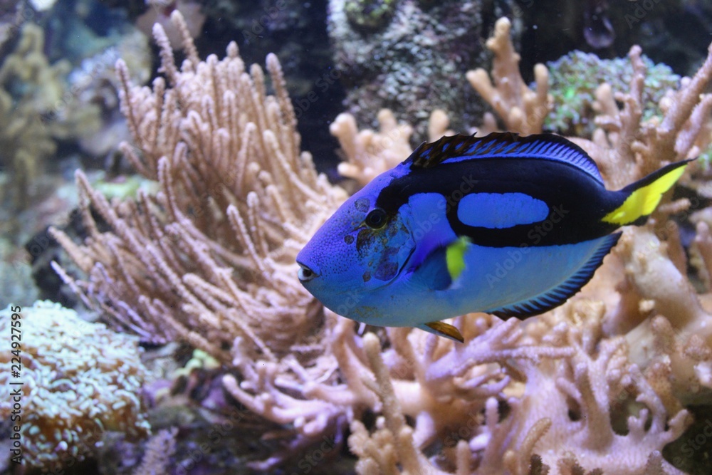 Blauer Doktorfisch, auch Seebader oder Chirurgenfisch (Acanthuridae) in einem Meerwasseraquarium mit Korallen