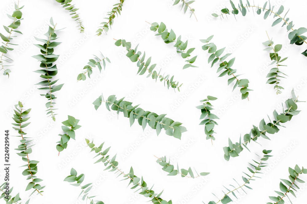 Eucalyptus branches pattern. Natural wallpaper. Flat lay, top view