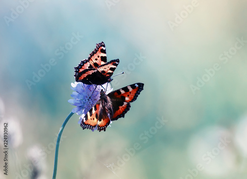 two beautiful moth hives on summer meadow fly and sit on lilac flowers on Sun...