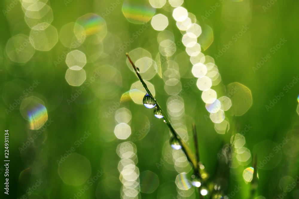 Obraz premium large shiny drops of dew with a green meadow reflected in them and a bright clear sky