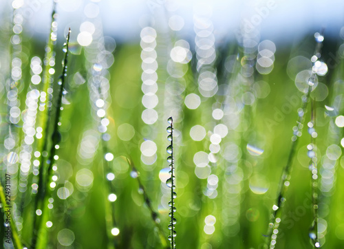 natural beautiful background with lots of shiny dew drops on the grass with reflected green meadow and bright clear sky