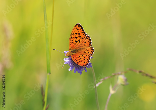 beautiful motley orange butterfly sitting on a blooming summer meadow on a Sunny day