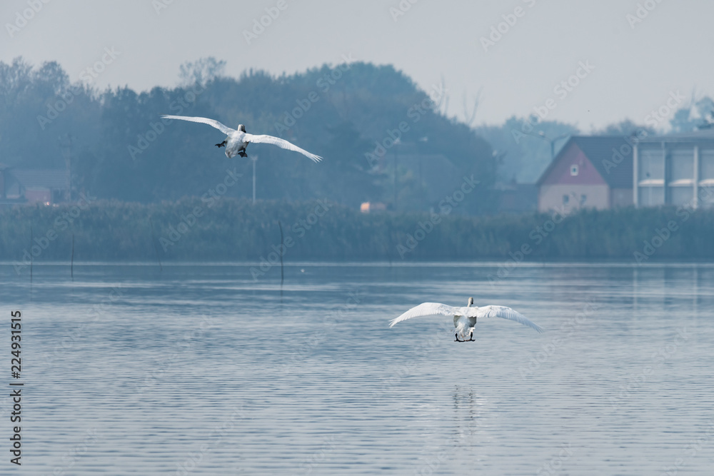 beautiful white swans on the lake