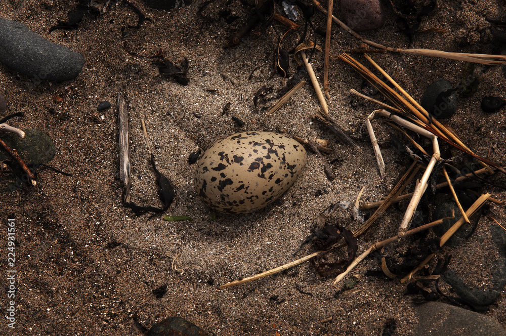 Oystercatcher Egg in nest Scotland
