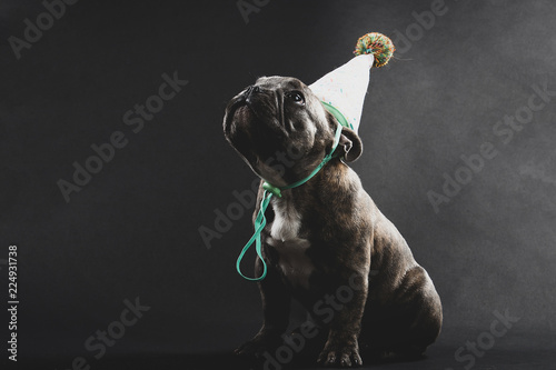 Cute French Bulldog Puppy Portrait photo