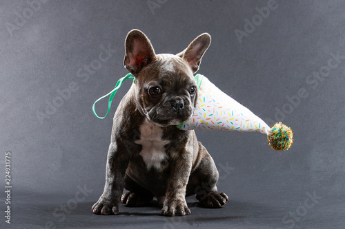 Cute French Bulldog Puppy Portrait photo