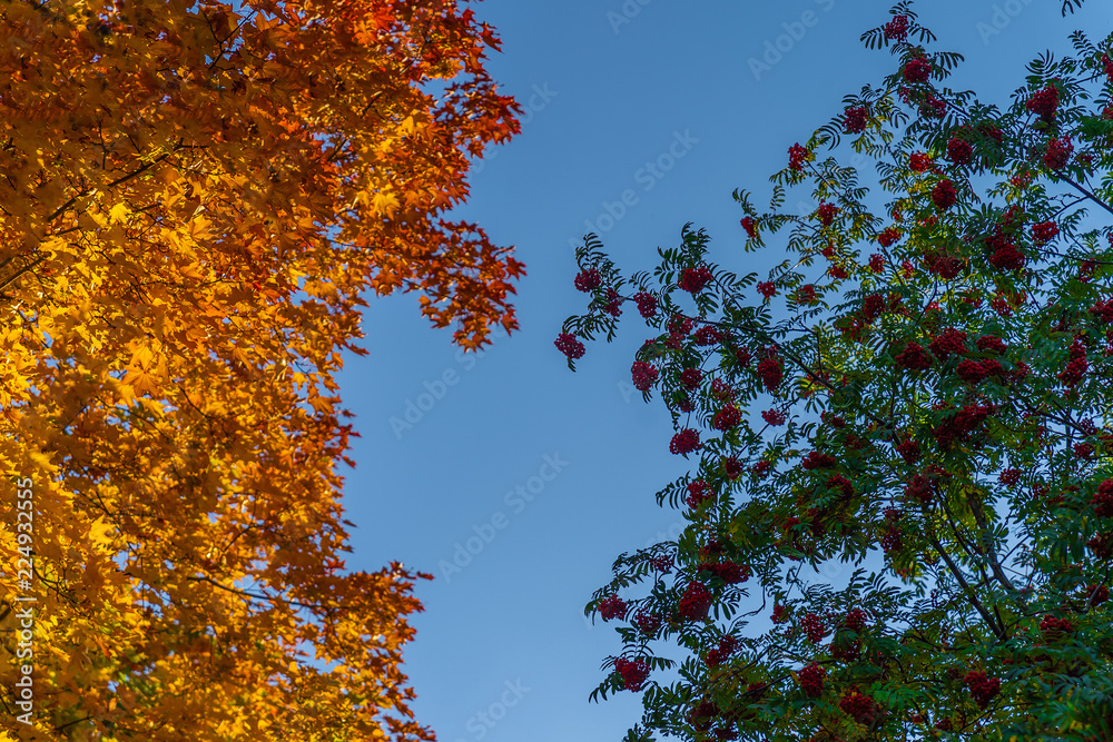 autumn maple and rowan foliage and blue sky autumn maple and rowan foliage and blue sky