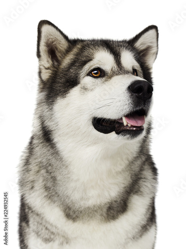 Alaskan Malamute dog looking at a white background