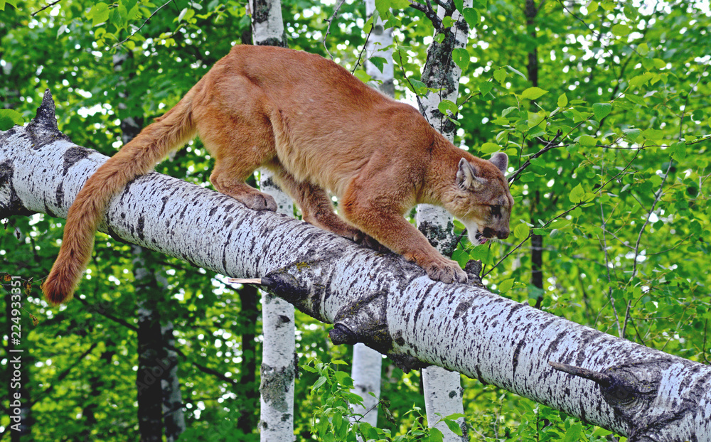 Obraz premium Mountain Lion perched in a tree limb.