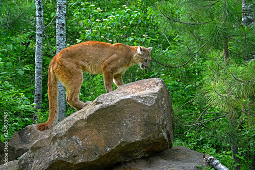 Mountain Lion perched on a large boulder.