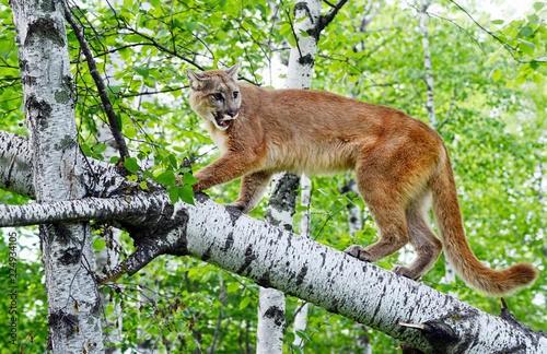 Mountain Lion perched in a tree limb.