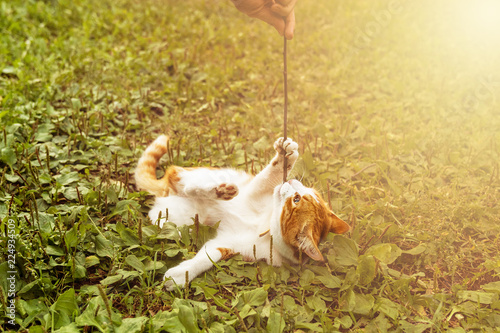 Young playful ginger cat is playing with stick