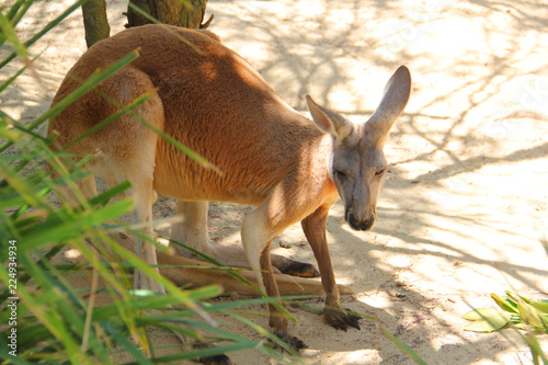 Kangoroo at the zoo