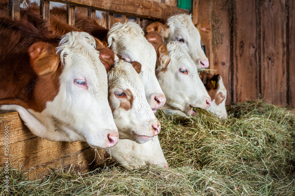 FRESSER RINDER KLEINANZEIGEN DE visual data 4
