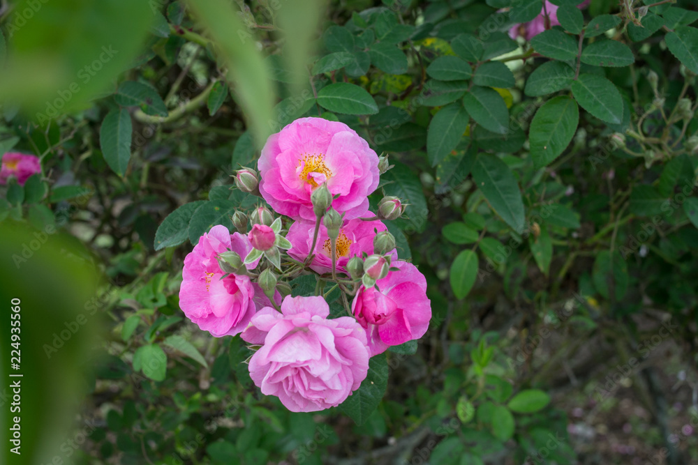 intense pink flowers in the garden