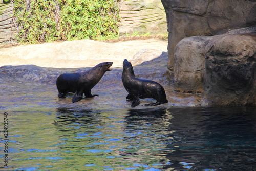 Couple of seals at the zoo