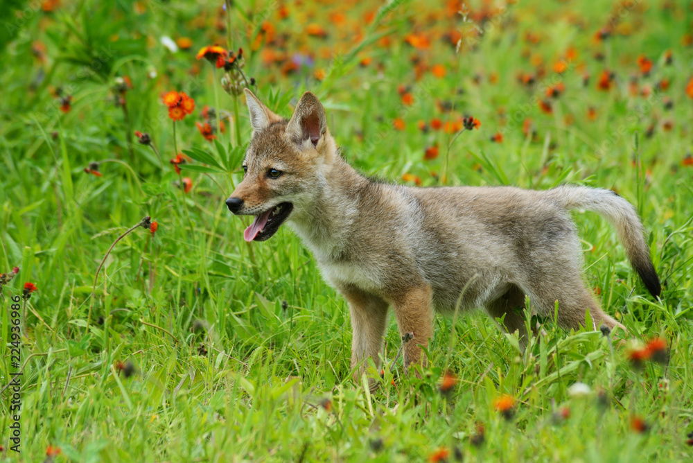Wolf Pup playing in a field of wildflowers.