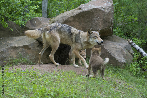 Coyote adult and wolf pups playing together.