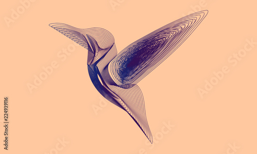 bird colibri logo