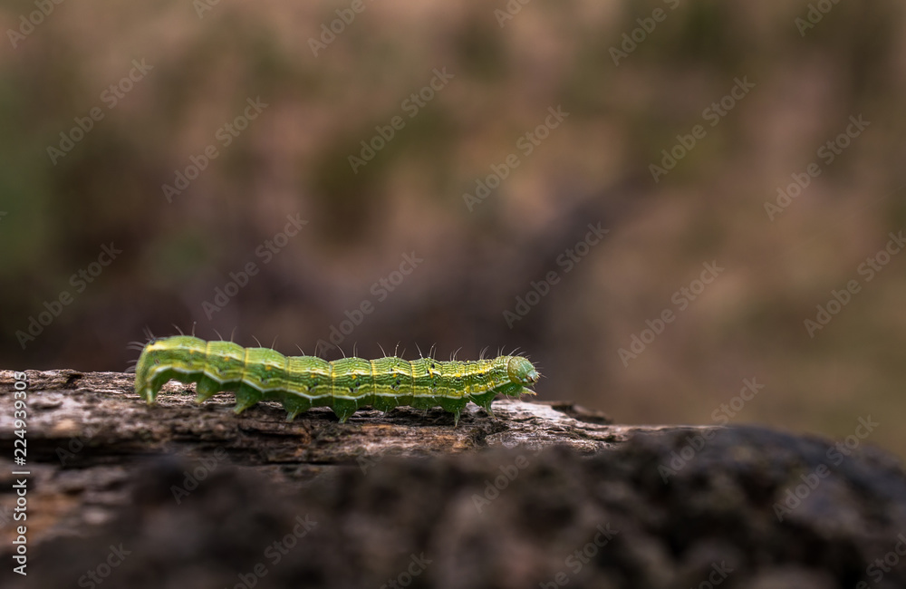 Fototapeta premium green caterpillar overcomes obstacle