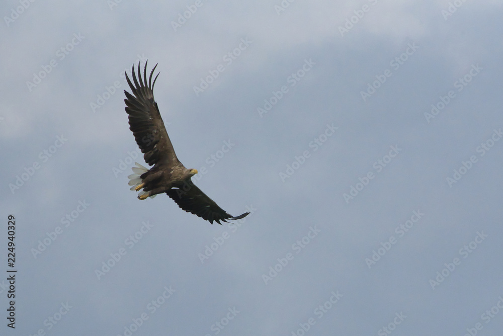 Fototapeta premium white taled sea eagle in the air