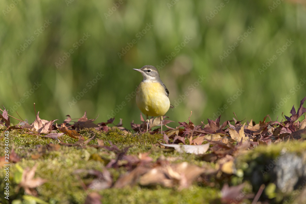 Fototapeta premium キセキレイ