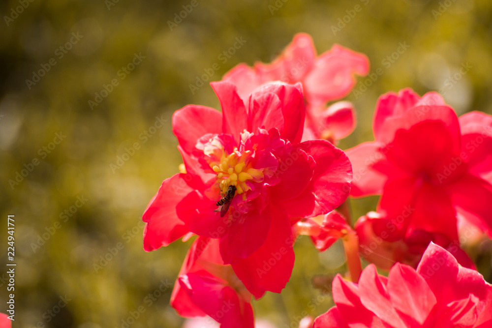 Wasp on the scarlet flower of begonia, macro Wasp on the scarlet flower of begonia, macro