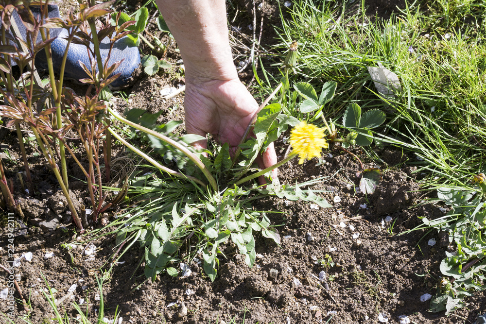 Female Hands Pull Out Weeds From Ground Garden. Weeding Weeds. Struggle