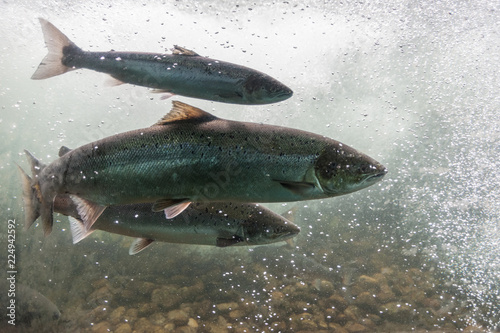 Foto Salmon swimming against river current